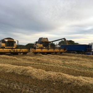 hostarbejde3.jpg hostarbejde3.jpg